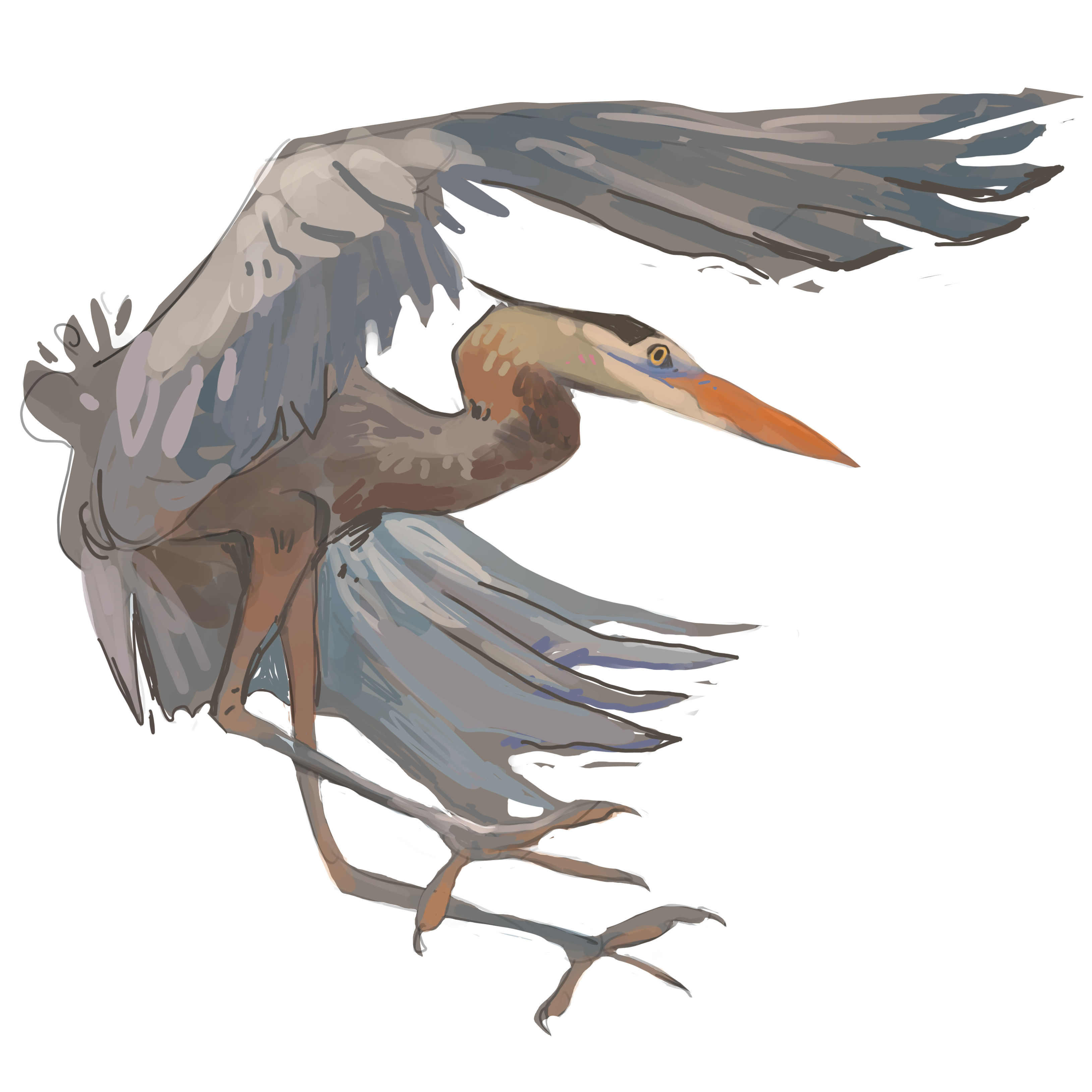 heron i.PNG